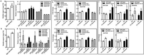 Figure 4. The soluble sugar content and the expression levels of ATG and WNK genes in mulberry and tobacco.(a,b) The soluble sugar contents in mulberry (a) and tobacco (b) after NaCl treatment. (c,d) The expression levels of WNK and ATG genes of mulberry (c) and tobacco (d) in response to NaCl and D-glucose treatments. (e) The fold change of MaWNK1, MaWNK8, MaATG8 and MaATG7 expression in the mulberry seedlings transiently transformed with pFGC:MaRGS-OE and pFGC:MaRGS-RNAi after D-glucose treatment. (f) The fold change of NtATG8f, NtATG6, NtATG8a, NtWNK8 and NtWNK9 expression in the transgenic tobacco plants overexpressing MaRGS after D-glucose treatment. Data are means ± SDs (n = 3), *P < .05.