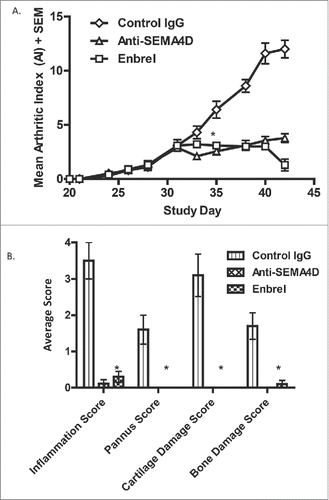 Figure 7. Treatment with anti-SEMA4D inhibits progression in a murine model of collagen-induced arthritis. (A.)To induce disease, DBA/1J mice were immunized subcutaneously (s.c.) on day 0 with an emulsion of collagen / CFA and challenged (s.c.) on day 21 with collagen / IFA. Treatment with either control IgG, mAb 67-2 (anti-SEMA4D), or Enbrel® 2x/week was started after mice reached an AI of 3 (day 31). (B.) Mice were sacrificed at endpoint (day 42) and paws were fixed, stained with toluidine blue and analyzed and scored histologically as described in the Material and Methods section. * Error bars represent S.E.M. and significance was calculated versus the control Ig group using Student's t-test, p≤0.001 for both Anti-SEMA4D and Enbrel groups for day 35 and later in 7A and at day 42 in 7B.