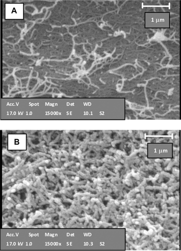 Figure 9 Scanning electron microscopy images of A) nonfunctionalized pure single-walled carbon nanotubes (SWCNTs) and B) phospholipid-polyethylene glycol 5000-SWCNTs.