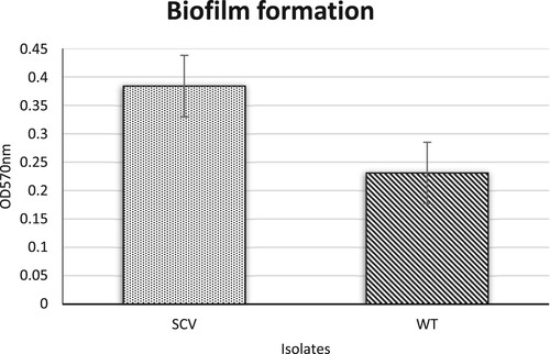 Figure 4. Biofilm formation of WT and SCV of Burkholderia pseudomallei. The experiment was carried out in biological triplicates (*p < 0.05).