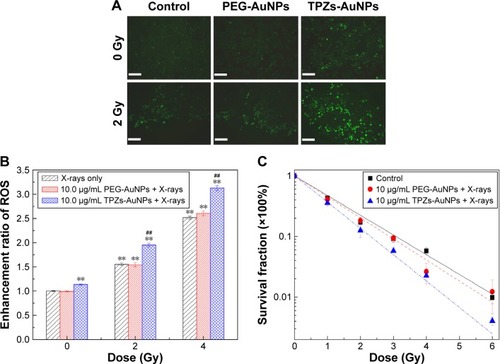 Figure 5 Radiation enhancement in cells.Notes: (A) The fluorescence images of ROS with DCFH-DA in HepG2 cells after X-ray irradiation in the presence of PEG-AuNPs and TPZs-AuNPs. All scale bars represent 200 µm. (B) The enhancement ratio of ROS in HepG2 cells after X-ray irradiation in the presence of PEG-AuNPs and TPZs-AuNPs compared to control. (C) The survival curves of HepG2 cells in the presence of PEG-AuNPs and TPZs-AuNPs after exposure to 50 kVp X-rays. **P<0.01 versus control group and ##P<0.01 versus X-rays alone, determined by the two-tailed Student’s t-test.Abbreviations: ROS, reactive oxygen species; DCFH-DA, 2′,7′-dichlorofluorescein diacetate; PEG-AuNPs, polyethylene glycol-capped gold nanoparticles; TPZs-AuNPs, thioctyl tirapazamine-modified gold nanoparticles.