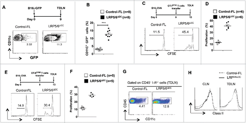 Figure 5. Loss of LRP5/6 in DCs promotes efficient capture of tumor-associated antigens and cross-priming of CD8+ T cells. (A, B) Control-FL and LRP5/6ΔDC mice were implanted s.c with B16-GFP tumor cells (n = 5). On day 7, TDLN and CLN were harvested and were tested using FACS for DC population. Data represents FACS plot and cumulative frequency showing percentage of CD11c+ GFP+ DCs (n = 8). (C–D) B16-OVA tumor-bearing Control-FL and LRP5/6ΔDC mice were adoptively transferred with CFSE-labeled naive OT-I T cells on day 9 (n = 6). On day 14, the TDLN was harvested and analyzed using FACS for OT-I T cell proliferation. Representative histograms showing cell division and percent proliferated OT-ICFSE cells. Data represents one of two experiments with similar results. ***p < 0.001. (E, F) B16-OVA tumor-bearing Control-FL and LRP5/6ΔDC mice were adoptively transferred with CFSE-labeled naive OT-II T cells on day 9 (n = 6). On day 14, the TDLN was harvested and analyzed using FACS for OT-II T cell proliferation. Representative histograms showing cell division and percent proliferated OT-IICFSE cells. (G) Representative FACS plot showing frequency of CD11c+ cells in the TDLN of B16-OVA tumor bearing Control-FL and LRP5/6ΔDC mice on day 14 after tumor inoculation. (H) Representative histogram shows the expression of MHC Class II by CD11c+ DCs in TDLN of TDLN of B16-OVA tumor-bearing Control-FL and LRP5/6ΔDC mice on day 14 after tumor inoculation.
