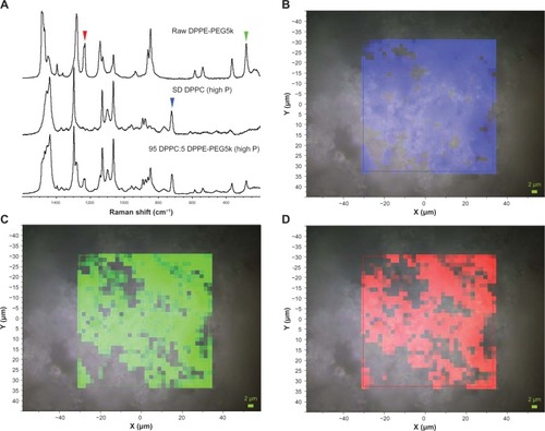 Figure 14 (A) Raman spectra obtained via confocal microscopy of raw dipalmitoylphosphatidylethanolamine poly(ethylene glycol)-5k (DPPE-PEG5k), formulated spray-dried (SD) dipalmitoylphosphatidylcholine (DPPC), and formulated co-SD 95 DPPC:5 DPPE-PEG5k (high P). Colored arrowheads show mapped bands. (B) Raman spectroscopic mapping showing the area of the Raman bands between 700 and 740 cm−1 (brighter colors indicate greater area) superimposed on a bright-field optical image of the surface of a particle of formulated SD DPPC (100% pump rate). (C) Map showing the area of the Raman bands between 270 and 295 cm−1. (D) Map showing the area of the Raman bands between 1225 and 1250 cm−1.