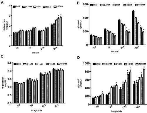 Figure 6 Effects of GLP-1 analogue and insulin on lipolysis and lipid synthesis. (A and B) Changes of intracellular triglyceride or glycerol contents with the increase of insulin concentrations and the prolongation of differentiation time. (C and D) Changes of intracellular triglyceride or glycerol content with the increase of liraglutide concentrations and the prolongation of differentiation time (*p<0.05).