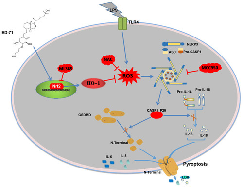 Figure 6 Mechanisms of ED-71 inhibiting NLRP3 inflammasome-dependent pyroptosis in HGFs.