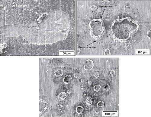 Figure 6. SE images of the top surface of salted C-ring exposed for 50 hours in 50 ppm SO2.