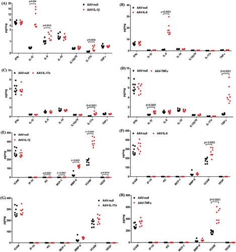 Figure 2. Initiation of an inflammatory cascade by the continuous overexpression of IL-1β or TNF-α. The levels of cytokines (A–D) and inflammatory mediators (E–H) in mouse eye lysates following IVT injection of AAV–IL-1β (A and E), AAV–IL-6 (B and F), AAV–IL-17A (C and G), or AAV–TNF-α (D and H) were measured by ELISA. Mice were injected IVT with 5 × 108 vg/eye, and 5 weeks later whole eyes were collected for analysis. Each symbol represents an eye sample.