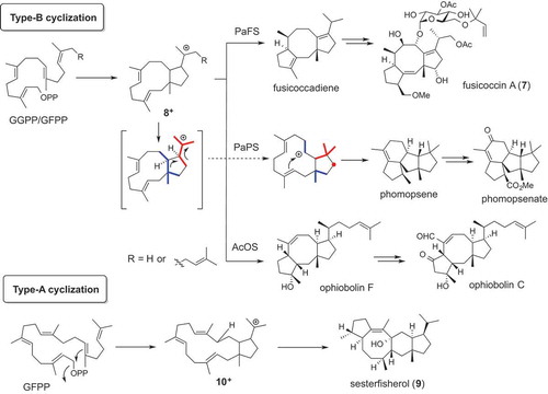 Figure 5. Two cyclization modes of bifunctional terpene synthases.