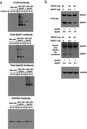 Figure 1. Establishment of SphK1 and SphK2 expressing HEK293 cell lines and validation of the SphK antibodies. (a) Naïve HEK293 cells and separate clones over-expressing FLAG-SphK1 and FLAG-SphK2 were analyzed for expression of SphK1 and SphK2 using anti-FLAG and SphK isoform specific antibodies by western blot analysis, as indicated. GAPDH was included as a loading control. (b) HEK293 cell lysates over-expressing FLAG-SphK1 and FLAG-SphK2 were combined at the indicated ratios and analyzed for expression of SphK1 and SphK2 using anti-FLAG antibodies and simultaneously using both SphK isoform specific antibodies at 1:2000 dilutions by western blot analysis. GAPDH was included as a loading control.
