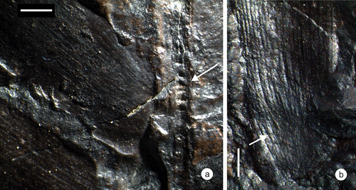 Figure 6. Zamites aff. persicus from the Minjur Formation. a) Overview of a constricted pinna base and the rachis with transverse “wrinkels” (arrow); scalebar = 2 mm; specimen SM.B 22255; b) detail of the basal venation of a pinna, arrow points to a bifurcation; scalebar = 2 mm; specimen SM.B 22255.