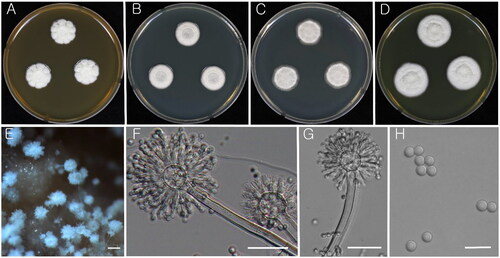 Figure 3. Morphology of Aspergillus subalbidus (KACC 46482). (A–D) Colonies grown on MEA, CYA, DG18, and YES media after 7 d at 25 °C from left to right. (E) Conidial head on MEA. (F & G) Conidiophores with conidial head. (H) Conidia. Scale bars: E = 100 µm, F, G = 20 µm, H = 10 µm.