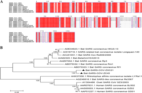 Fig. 2 Characterization of S1 domains of the SARS CoV and SL-CoVs.a Amino acid sequence comparison of the S1 subunit. The receptor-binding domain (aa 318–510) of SARS-CoV. b A phylogenetic analysis of the entire S1 amino acid sequences based on the neighbor-joining method. The SARS-CoV-GD01, BJ302, and GZ02 strains were isolated from patients of the SARS outbreak in 2003. The SARS-CoV SZ3 was identified from civets in 2003. Other bat-SL-CoVs were identified from bats in China.The sequences of SL-CoVs in this study are marked as filled triangles