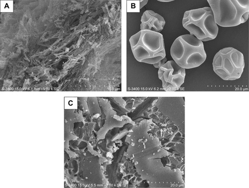 Figure 3 SEM photographs of the (A) PTX, (B) DM-β-CD, and (C) PTX/DM-β-CD inclusion complex.Abbreviations: DM-β-CD, (2,6-di-O-methyl)-β-cyclodextrin; PTX, paclitaxel; SEM, scanning electron microscopy.