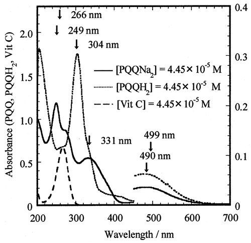 Fig. 2. The UV–vis absorption spectra of PQQNa2 (–––), PQQH2 (·····), and Vit C (AsH−) (- - -) with the same concentrations of 4.45 × 10−5 M in 0.05 M phosphate-buffered solution (pH 7.4) at 25.0°.