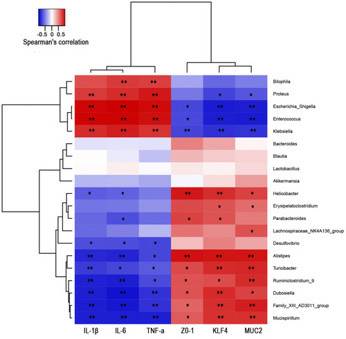 Figure 9 Correlations between gut microbes and intestinal barrier indicators and inflammatory cytokines. Correlation analysis between selected genera with relative abundance levels greater than 0.1%. The red and blue blocks represent positive and negative correlations. The color grade shows the correlation degree. *P < 0.05, **P < 0.01.