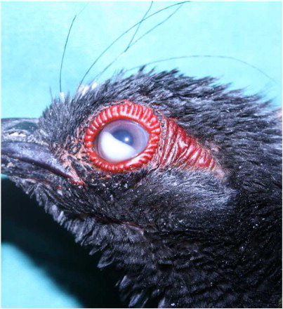 Figure 1. Left eye of the female showing the whitish yellow, amorphous granular material in the anterior eye chamber.
