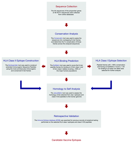 Figure 1. Flowchart summarizing the identification and analysis of HLA class I and II T cell epitopes from HCV-4 and the retrospective validation of the results using the IEDB.