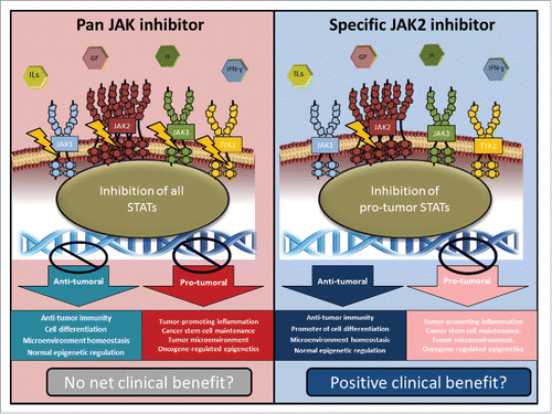 Figure 1. Possible role for selective JAK2 inhibition in JAK2-amplified TNBC. Growth factors (GF), hormones (H), and interleukin cytokines (IL) activate a diversity of JAK family-bound receptors. JAK occupancy on these receptors can dictate the nature of downstream STAT responders. Specific STATs may have pro-tumor or pro-host effects within the tumor. Our data suggest that in JAK2-amplified TNBC, specific JAK2 inhibition may selectively target JAK2-mediated pro-tumor signals without compromising pro-host JAK1/3/TYK signals.