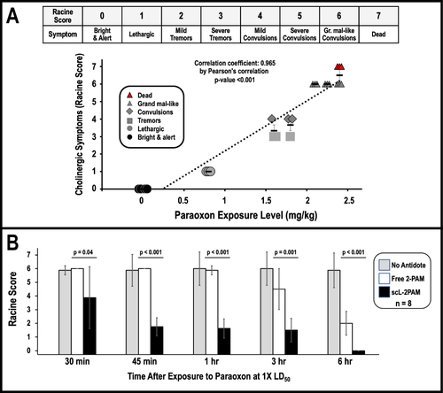Figure 3 Assessment of cholinergic symptoms and ability of countermeasures to mitigate cholinergic crisis. (A) BALB/c mice were exposed to increasing levels of paraoxon. Racine scores reflecting cholinergic symptoms were assigned to each mouse based on the most severe symptom (highest Racine score) observed within 1 hour of exposure to paraoxon. A summary of Racine score and the corresponding symptoms are shown in the upper portion of this panel. (B) Mice were given either no antidote or equimolar amounts of either free 2-PAM or scL-2PAM at one minute after exposure to paraoxon at 1x LD50. Racine scores were assigned to individual mice at the indicated times with the bar graph values representing the average Racine scores (n=8), and error bars showing the standard deviations from this mean Racine score. At all times assessed, the differences between average Racine scores were significant (p values indicated) when comparing the average score from mice receiving free 2-PAM with that from mice receiving scL-2PAM.