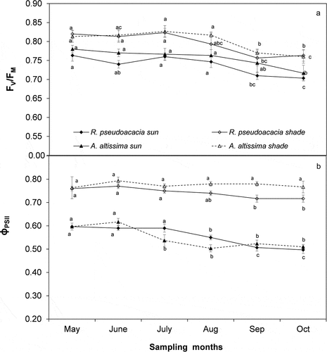 Figure 5. Trend of A) maximum PSII photochemical efficiency (FV/FM) B) quantum yield of photosynthesis of light-adapted leaves (ɸPSII) during the study period in sun and shade conditions for Ailanthus altissima and Robinia pseudoacacia. Each point is the mean (±S.E.) of 15 leaves in three sampling days per month. Different letters indicates significant differences (ANOVA, p ≤ 0.05) during the study period.