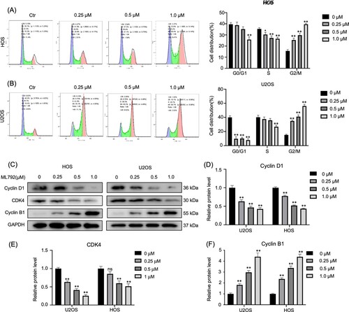 Figure 2. ML792 induces cell cycle arrest in the G2 phase. (A and B) Human osteosarcoma cells (HOCs) were stained with propidium iodide and evaluated the cell cycle by flow cytometry. (C-F) Western blot was used to evaluate the cell cycle-associated proteins. *P < 0.05, **P < 0.01 vs ML792(0 µmol/L) group.