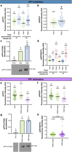 Figure 2. PP1 manipulation alters PP1, but not PP2A, substrate phosphorylation. (a-c) Graphical comparison of PP1 substrate phosphorylation between vehicle control (0.1% DMSO) and TMC (5 µM)-treated oocytes. (a) pH3T3 fluorescence intensity. Prophase I oocytes were released from meiotic arrest and cultured in TMC or Veh medium for 7 or 9 h. n = 42–77 oocytes over two replicates. (b) pH3S10 fluorescence intensity. Prophase I oocytes were released from meiotic arrest and cultured in TMC or Veh medium for 3 h. n = 67–98 oocytes over two replicates. (c) pPP1c(T320) densitometry. Prophase I oocytes were kept meiotically arrested (Pro I) or released from meiotic arrest and cultured for 2 h. At 2 h post-meiotic arrest release, NEBD oocytes were cultured in TMC or Veh medium for 2 h (4 h post-meiotic arrest release). 20 oocytes per lane, n = 3 replicates. (d) Graphical comparison of PP2A substrate phosphorylation, pAKT(S473) fluorescence intensity, between vehicle control (0.1% DMSO), TMC (5 µM)-treated, and CalA (50 nM)-treated oocytes. Prophase I oocytes were released from meiotic arrest and cultured for 2 h before exposure to TMC, CalA, or Veh for 1 h (to 3 h post-meiotic arrest release) or 2 h (to 4 h post-meiotic arrest release). n = 29–37 oocytes over two replicates. (e-g) Graphical comparison of PP1 substrate phosphorylation between control oocytes (no treatment or 10 µM PDPm-Nal) and PDP-Nal (10 µM) treated oocytes. (e) pH3T3 fluorescence intensity. Prophase I oocytes were released from meiotic arrest and cultured in PDPm-Nal, PDP-Nal or had no treatment (Ctl) for 3 to 8 h post-meiotic arrest release. n = 22–44 oocytes over three replicates. (f) pH3S10 fluorescence intensity. Prophase I oocytes were released from meiotic arrest and cultured in PDPm-Nal, PDP-Nal or had no treatment (Ctl) for 3 to 8 h post-meiotic arrest release. n = 28–48 oocytes over three replicates. (g) pPP1c(T320) densitometry. Prophase I oocytes were kept meiotically arrested (Pro I) or released from meiotic arrest and cultured for 2 h. At 2 h post-meiotic arrest release, NEBD oocytes were cultured in PDPm-Nal or PDP-Nal medium for 2 h (4 h post-meiotic arrest release). 20 oocytes per lane, n = 3 replicates (h) Graphical comparison of PP2A substrate phosphorylation, pAKT(S473) fluorescence intensity, between PDPm-Nal (10 µM) and PDP-Nal (10 µM) treated oocytes. Prophase I oocytes were released from meiotic arrest and cultured for 1 h before exposure to PDPm-Nal or PDP-Nal for 2 h (3 h post-meiotic arrest release). n = 29–37 oocytes over two replicates. For experiments with two groups, * denotes a significant difference between the groups (Mann–Whitney test). For experiments with three or more groups, different letters denote a significant difference between the groups (Kruskal–Wallis test with Dunn’s post hoc or ANOVA with Tukey’s post hoc). For example, in Panel D, the “a” with the Veh and TMC 3 h treatment groups indicates that the levels of pAKT(S473) are not statistically significantly different between these two groups. The “b” over CalA in the 3 h treatment group indicates that the level of pAKT(S473) is statistically significantly different from those in the Veh and TMC 3 h and 4 h treatment groups. For TMC 4 h treatment, the “a,c” indicates that this group is not statistically significantly different from Veh 3 h (“a”), TMC 3 h (“a”), or Veh 4 h (“c”) but is significantly different to CalA 3 h (“b”) and 4 h (“d”) groups. Fluorescence intensity and densitometry was normalized to control oocytes (Veh, no treatment, or PDPm-Nal). If fluorescence intensity was assessed at two time-points, the first control time-point was used for normalization. Graphed values are mean and SEM with scatter dot plots showing each individual oocyte’s fluorescence intensity. For immunoblots, oocytes for PP1 inhibition and activation were collected and treated in parallel, and run on the same immunoblot. Therefore, prophase I oocyte data for C and G are the same, but normalized to either Veh (c) or PDPm-Nal (d).