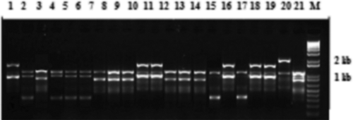 Fig. 5 Random amplified microsatellite (RAMS) pattern of Verticillium isolates using CCA primer. Lanes 1–21 are loaded with PCR products of Vsh1.2, VSBP7, BK2, Vmh3.2, VK1.11, Vk1.3, Vcm2, VS1.1ch, VSB1.1, Vsh, V30, Vd3, Vd4, Vz17, VSB1.4, VHmd, Vd2, VDOR, VS1.2ch, VS1.1 G and BAKT7, respectively. DNA size marker is indicated by M.