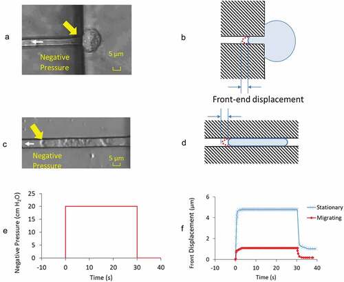 Figure 2. Images showing the front-end displacement of a GBM cell in A) stationary and C) actively migrating state under applied negative pressure of – 20 cm H2O at the direction of white arrow head. Yellow arrows highlight the front-end of the cell where measurements were taken. B) and D) are the respective illustrations to highlight the cell in microchannel and their front-end displacement at the loaded state. E) Prescribed negative pressure was activated, maintained at constant level for 30 s before its release to baseline value. F) Representative front-end displacements from the cell in stationary and migrating state through the time course of negative pressure application