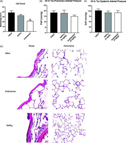 Figure 5. Observations of physiological changes after dosing. (A) Macrophage count per frame *p < .05. (B) PAP 24 h after administered dose. (C) MAP 24 h after administered dose. (D) Histopathology panel of H&E stained lungs harvested and inflated 24 h after administered dose for saline, ambrisentan emulsion (5 mg/kg), and NaNO2 emulsion (5 mg/kg).