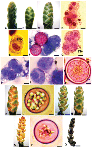 Figure 1. Male phenological phases, microsporogenesis and pollen development ofC. sempervirens. A. Phenophase 1 (Starting date: 30/11/2006) – Bud cones. B, C. Phenophase 2 (Starting date: 10/12/2006) – Immature cones. D. Cluster of interconnected pollen mother cells (PMC) before meiosis. E. Isolated PMC with distinct nucleus. F. PMC at the dyad phase (D) showing equatorial division. G. Isobilateral tetrad (ITe) with four microspores. H. Tetrad (Te) enclosed in a common callose wall. I. Uninucleate free microspore. J. Early microspore maturation with conspicuous nucleus showing the intine formation (arrow). K. Phenophase 3 (Starting date: 12/02/2007) – Pre‐flowering cone showing pollen sacs between scales. L. Late microspore maturation with droplet inclusions as accumulated nutrients. M, N. Phenophase 4 (Starting date: 23/02/2007) – Blossoming cones showing basipetal (M) and acropetal (N) dehiscence. O. Phenophase 4 – Blossoming cone with completely opened scales and empty pollen sacs. P. Mature pollen grain showing a star‐like cytoplasm. Q. Phenophase 5 (Starting date: 25/03/2007) – Senescent brown cone with unfolded scales. Scale bars – 550 µm (A); 600 µm (B); 650 µm (C); 10 µm (D); 6 µm (E, H, P); 6.5 µm (F); 7 µm (G); 5 µm (I); 3 µm (J); 800 µm (K); 4 µm (L); 900 µm (M, N); 1 mm (O‐Q).