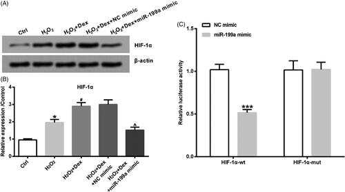 Figure 5. Dex up-regulated HIF-1α through declining miR-199a. After transfection by NC mimic or miR-199a mimic, cells were incubated by 50 µM H2O2 in combination with Dex (1 nM). (A, B) The levels of HIF-1α protein were tested by western blot. *p < .05 vs. control (Ctrl) group. #p < .05 vs. H2O2 group. ∧p < .05 vs. H2O2 + Dex + NC mimic group. (C) Luciferase-containing HIF-1α 3′-UTR (HIF-1α-wt) or luciferase-containing Mut-HIF-1α 3′-UTR (HIF-1α-mut) and miR-199a mimic or NC mimic were transfected into PC12 cells. Relative luciferase activity was detected by dual luciferase activity assay. ***p < .001 vs. NC mimic group.