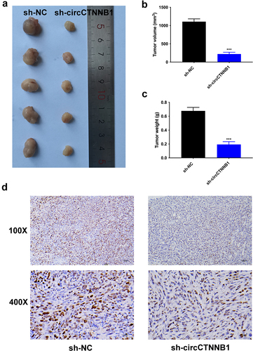 Figure 8. CircCTNNB1 accelerated tumour growth in vivo.
