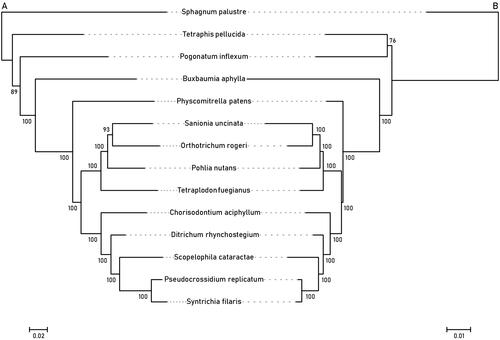 Figure 3. Maximum-likelihood trees of mosses inferred from the (A) 80 chloroplast and (B) 39 mitochondrial protein-coding sequences. Bootstrap values of 10,000 replicates by RAxML are shown on the branches. The root is arbitrarily placed on the branch leading to Sphagnum palustre.