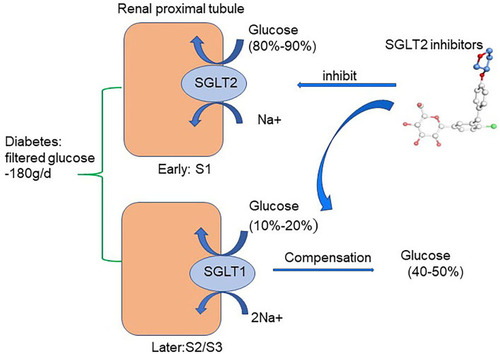 Figure 2 Glucose-lowering mechanisms of SGLT2 inhibitors. The renal proximal tubule accounts for the absorption of all the filtered glucose (~180 g/day) while SGLT2, which is located in the early part of the proximal tubule (S1), accounts for the 80%–90% of filtered glucose reabsorption. Therefore, SGLT2Is prevent major reabsorption (80–90%) of filtered glucose in the early proximal tubule and increase urinary glucose excretion.