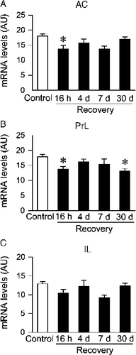 Figure 5  Semi-quantitative analysis of c-fos mRNA expression in the anterior cingulate cortex (AC, A), prelimbic cortex (PrL, B), and infralimbic cortex (IL, C) of Control or chronic variable stress (CVS) groups. CVS groups exposed to novel environment stress exhibited lower levels of c-fos mRNA expression in the anterior cingulate cortex (16 h time point) and prelimbic cortex (16 h and 30 days time point). Individual Control groups were combined to form a large single Control group for graphical presentation purposes. Data are expressed as mean ± standard error of the mean; n = 22–24 for Control group, n = 6 for CVS groups; * p < 0.05 versus Control group. AU, arbitrary units.