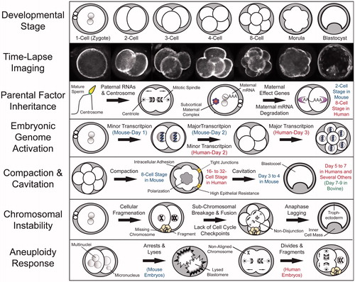 Figure 1. Fundamental aspects of mammalian pre-implantation development from a chromosomal perspective. Recent advances in mammalian embryology, including single cell whole genome/transcriptome analyses and time-lapse imaging, have greatly contributed to our understanding of the key characteristics in each major pre-implantation developmental stage. Time-lapse imaging has provided a non-invasive approach to monitor embryo development as well as the means to identify imaging parameters predictive of developmental success and embryo ploidy status. Embryo chromosomal integrity may be impacted by the lack of and/or inheritance of aberrant parental mRNAs, proteins, or other factors such as paternal contribution of the centrosome, which mediates the first mitotic divisions. A select group of maternal mRNAs termed maternal effect genes are recruited for translation following fertilization, whereas the remaining maternal mRNAs are degraded, a process that is essentially complete by the 2-cell stage in mouse embryos and the 8-cell stage in human embryos. Besides individual maternal proteins, multi-protein complexes, including the subcortical maternal complex (SCMC) is important for embryonic progression beyond the 2-cell stage and potential prevention of mitotic aneuploidy. This oocyte-to-embryo transition is largely dependent upon embryonic genome activation (EGA), the major wave of which occurs in the mouse at the 2-cell stage and begins in humans on day 3 at approximately the 8-cell stage. Following EGA, an embryo undergoes the processes of compaction, intracellular adhesion, and polarization to result in the formation of a morula at the 8-cell and 16- to 32-cell stage in mouse and human embryos, respectively. The majority of mammalian species, including humans, undergo cavitation to form a fluid-filled cavity called a blastocoel between days 5 and 6, whereas mouse embryos begin blastulation earlier between day 3 and 4 and bovine embryos later between day 7 and 8. There are several factors that can contribute to the generation of chromosome instability, particularly in human embryos, including cellular fragmentation, sub-chromosomal breakage and fusion, a lack of cell cycle checkpoints, and chromosomal lagging during anaphase. It appears that unlike human embryos, which respond to chromosomal aberrations by fragmenting and continuing to divide, mouse embryos deal with multi- and micronuclei formation by inducing blastomere lysis.