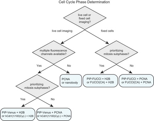 Figure 7. An illustrated strategy for selecting cell cycle phase reporters for use in mammalian cells. See Table 1 and Discussion for details.