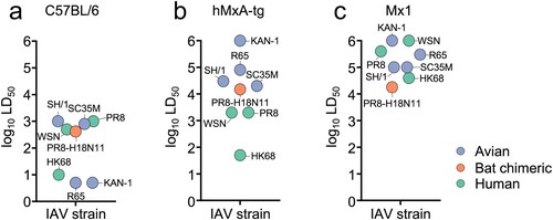 Figure 3. Replication of PR8-H18N11 is controlled by MxA and Mx1 in vivo. Groups of (a) B6, (b) hMxA-tg and (c) Mx1-positive mice were challenged with chimeric PR8-H18N11 to determine LD50 values. Obtained LD50 values were merged with the previously determined LD50 values of avian (KAN-1, R65, SH/1 and SC35M) and human IAVs (PR8, WSN and HK68) in B6, hMxA-tg and Mx1-positive mice [Citation12].