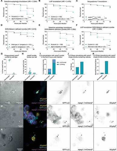 Figure 4. Suppression of autophagy pathways increases susceptibility to A. fumigatus infection. (a and b) Survival curves of atg13 mutation (a) or rubcn (b) knockdown or control zebrafish embryos infected with A. fumigatus ∆Ku80. (c) Survival curve of sqstm1 mutants or non-mutant siblings infected with A. fumigatus ∆Ku80. (d) Survival curve of zebrafish embryos infected with equal inoculum (150 conidia) of A. fumigatus ∆Ku80 or DHN-Melanin-deficient A. fumigatus ∆pksP. (e and f) Survival curves of atg13 mutation (e) or rubcn (f) knockdown or control zebrafish embryos infected with A. fumigatus ∆pksP. (G, H, I, J, and K) Quantification of phagocytosis and Lc3 dynamics in 21 hours of timelapse imaging from 5 individual larvae infected with A. fumigatus ∆pksP conidia labeled with Alexa Fluor™ NHS 647 during the first hours post infection. (g) Most of the injected conidia in the zebrafish hindbrain are phagocytosed by macrophages, and (h) macrophages phagocytose more conidia per cell than neutrophils. (i, j, and k) In the events of conidial phagocytosis by neutrophils, we observed rapid bright Lc3 rings covering single-conidia vesicles, while Lc3 decoration of conidia-containing vesicles in macrophages was scarcer and shorter in the first hours post infection. Examples of GFP-Lc3 signal around single A. fumigatus ∆pksP conidia labeled with Alexa Fluor™ NHS 647 (Af∆pksP) in mCherryF negative phagocytes (l, m), or mCherryF labeled macrophage (n). Images taken from Movie S4. All survival curves are representative of at least 3 independent biological replicates. The hazard ratio (HR) indicated is calculated vs. the control condition using the logrank method. Significance in the curve comparison is calculated using Log-rank (Mantel-Cox test): ns non-significant; * P ≤ 0.05; ** P ≤ 0.01; *** P ≤ 0.001; **** P ≤ 0.0001.