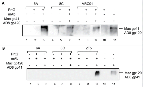 Figure 5. Binding of mAbs to the chimeric (HIV/SIV) AD8 gp140. (A) SIVgp41-AD8 gp120 IP assay: 6A/8C/VRC01-prt G controls (lanes: 2, 5, 8) were used to confirm the specific Env protein capturing in 6A/8C/VRC01-gp140-prt G samples (lanes: 3, 6, 9). gp41-AD8 gp120-prt G (lane: 10 show the non-specific background of chimeric gp140 binding to prt G in IP assay. 6A/8C/VRC01 controls (lanes: 1, 4, 7) included purified mAb in western blot assay to discriminate any possible western blot related background from real captured chimeric gp140 bands. Gp140 control (lane: 11) was used in western blotting assay to confirm the correct size of captured Env proteins in IP assay. (B) SIVgp120-AD8 gp41 IP assay; the control included: western blot control of 2F5, 6A and 8C (lanes 12, 15, 18), IP assay controls (13, 16, 19). The captured chimeric gp140 Env from 2F5, 6A and 8C IP assay could be detected in lanes 14, 17 and 20. Lane 21 represents the background on chimeric SIV gp120-AD8 gp41 non-specific binding to prt G. Lane 22 is the control samples which shows the position of SIV gp120-AD8 gp41.