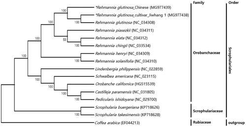 Figure 1. Phylogenetic tree of 14 species including R. glutinosa based on the entire chloroplast genome sequences. A phylogenetic tree was produced with the neighbour-joining method in MEGA 6.0 using 1000 bootstrap replicates. The number in the nodes is bootstrap values from 1000 replicates. Coffea arabica (EF044213) was used as an outgroup.