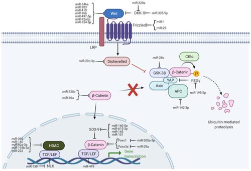 Figure 1 Wnt/B-catenin signaling pathway.