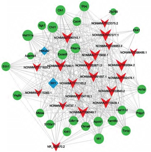 Figure 5 lncRNA-target-Transcription factors (TFs) network of 20 most differentially expressed lncRNAs. Red arrow: lncRNAs; Green round: target mRNAs; Blue diamond: TFs.