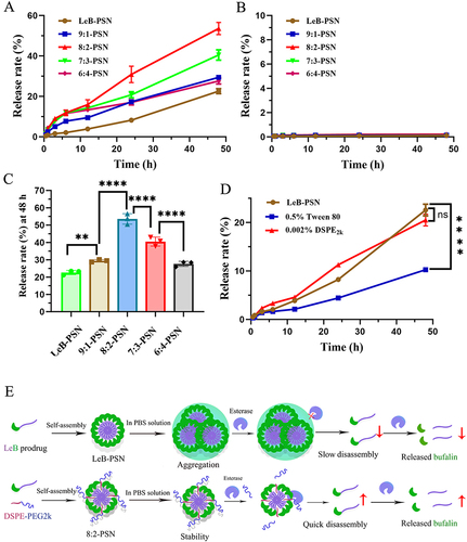 Figure 4 The drug release profiles of different nanoparticles under enzymatic (A) and non-enzymatic conditions (B). Release percentages of different nanoparticles after 48 hours under enzymatic conditions (C). One-way ANOVA (one-sided) with Dunnett’s multiple comparisons test was used for data analysis. (D) Drug release profiles of LeB-PSN in media containing Tween 80 and DPSE2k. Statistical analysis was performed using two-tailed Student’s t-test, where ns indicates no significance, **P < 0.01, and ****P < 0.0001. (E) Schematic representation of the drug release mechanism of nanoparticles under enzymatic conditions.