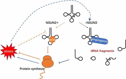 Figure 3. m5C in tRNA metabolism and its association with stress. Loss of NSUN2-mediated m5C in tRNA increases the angiogenin-mediated tRNAs cleavage, results in an accumulation of tRNA-derived small RNA fragments, reduces protein translation rates and thus activates stress response