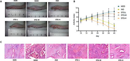 Figure 7 Effects of Sinomenium acutum active component on the pathological changes of RA rats. (A) Visual observation of the ankle joints of rats. (B) AI assessment of joints of rats (n = 10); * p < 0.05 as compared with the MOD group. (C) Pathological changes of ankle joints observed by H&E staining (n = 10) (scale bar = 25 μm).