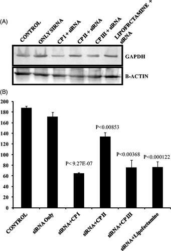 Figure 9. GAPDH gene silencing efficiency of CP I and CP III and comparison with lipofectamine by measuring the protein level. (A) Western blots of GAPDH expression relative to β-actin expression. (B) Quantitative analysis of GAPDH expression with respect to beta actin (n = 3) in ImageJ software.