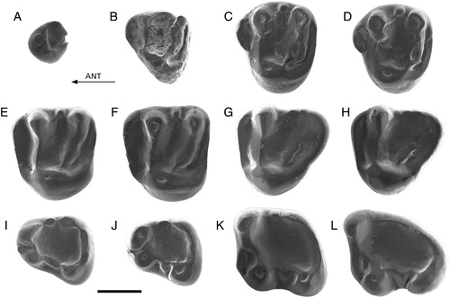 FIGURE 3. Palaeosciurus aff. feignouxi from Keseköy. A, Kes-101, P3 (reversed); B, Kes-102, D4 (reversed); C, Kes-103, P4; D, Kes-104, P4 (reversed); E, Kes-107, M1/2 (reversed); F, Kes-105, M1/2; G, Kes-109, M3 (reversed); H, Kes-108, M3; I, Kes-112, p4 (reversed); J, Kes-111, p4; K, Kes-114, m1; L, Kes-116, m3. Scale bar equals 1 mm.