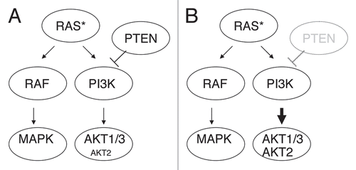 Figure 1 Schematic model for the cooperative interactions of PTEN deficiency and RAS activation. (A) Activated RAS (RAS*) causes RAF/MAPK activation and PI3K/AKT activation, increasing pAKT1 and 3 preferentially. (B) PTEN inactivation and RAS activation cooperates to increase pAKT2 along with pAKT1 and pAKT3.