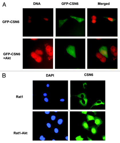 Figure 2. Akt induces CSN6 nuclear import. (A) CSN6 nuclear localization is induced in the presence of Akt. U2OS cells were transfected with indicated plasmids. Nucleus was stained with Hoechst 33342 and pseudo colored with red. (B) CSN6 is localized at the nucleus at Akt-overexpressing cells. Indicated cells were stained with Anti-Csn6 followed with FITC-conjugated secondary Ab. Nucleus was stained with DAPI.